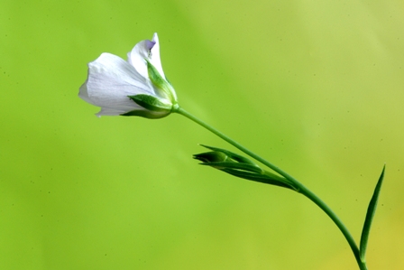 Linum bienne