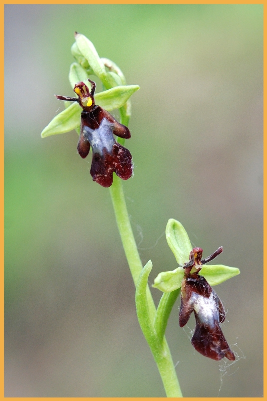 ophrys