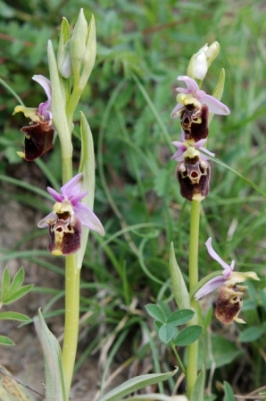 Ophrys holosericea??