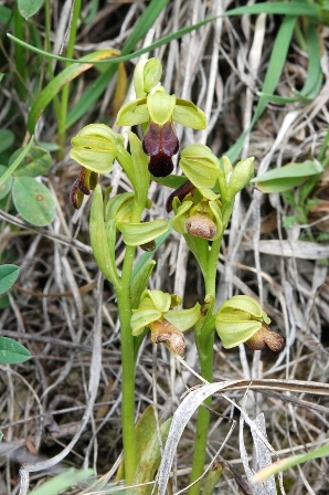 Ophrys fusca2?