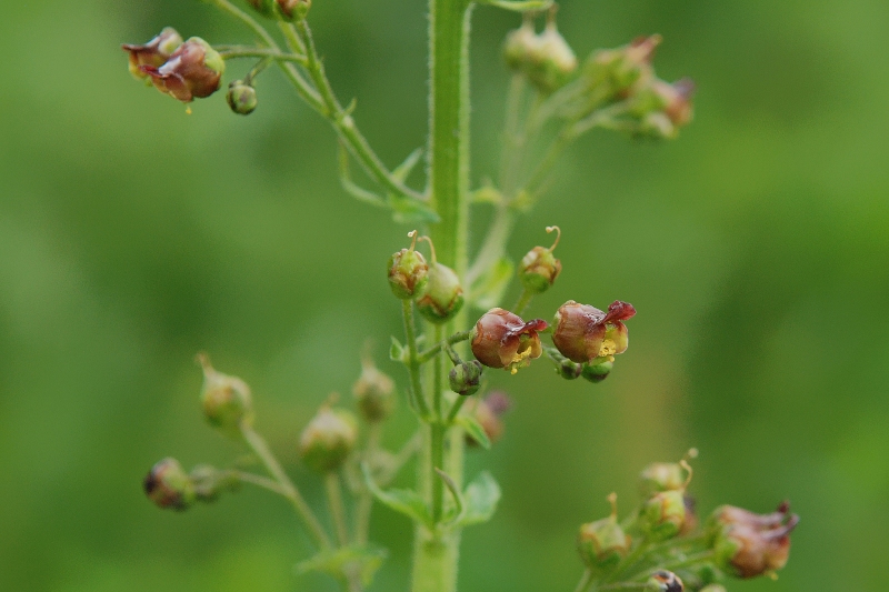 Scrophularia scopolii? o Scrophularia nodosa ?