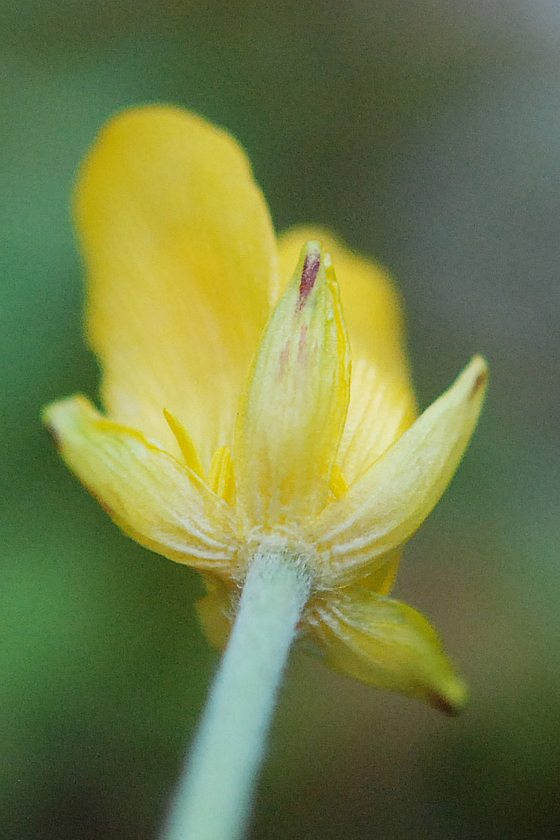 Ranunculus cfr. millefoliatus