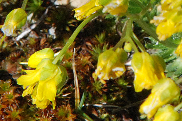 Draba cfr. aizoides