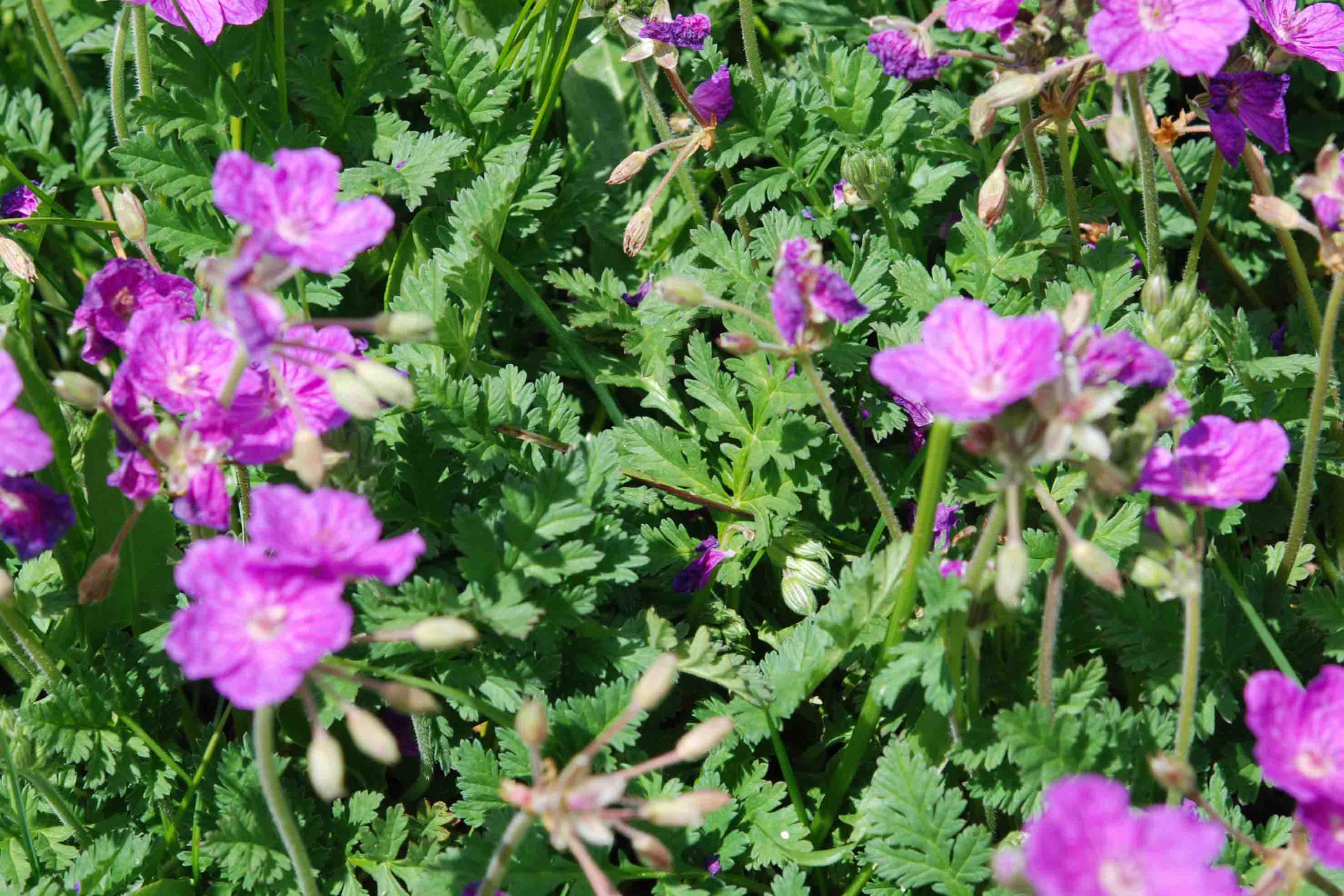 da det - Erodium cfr. alpinum