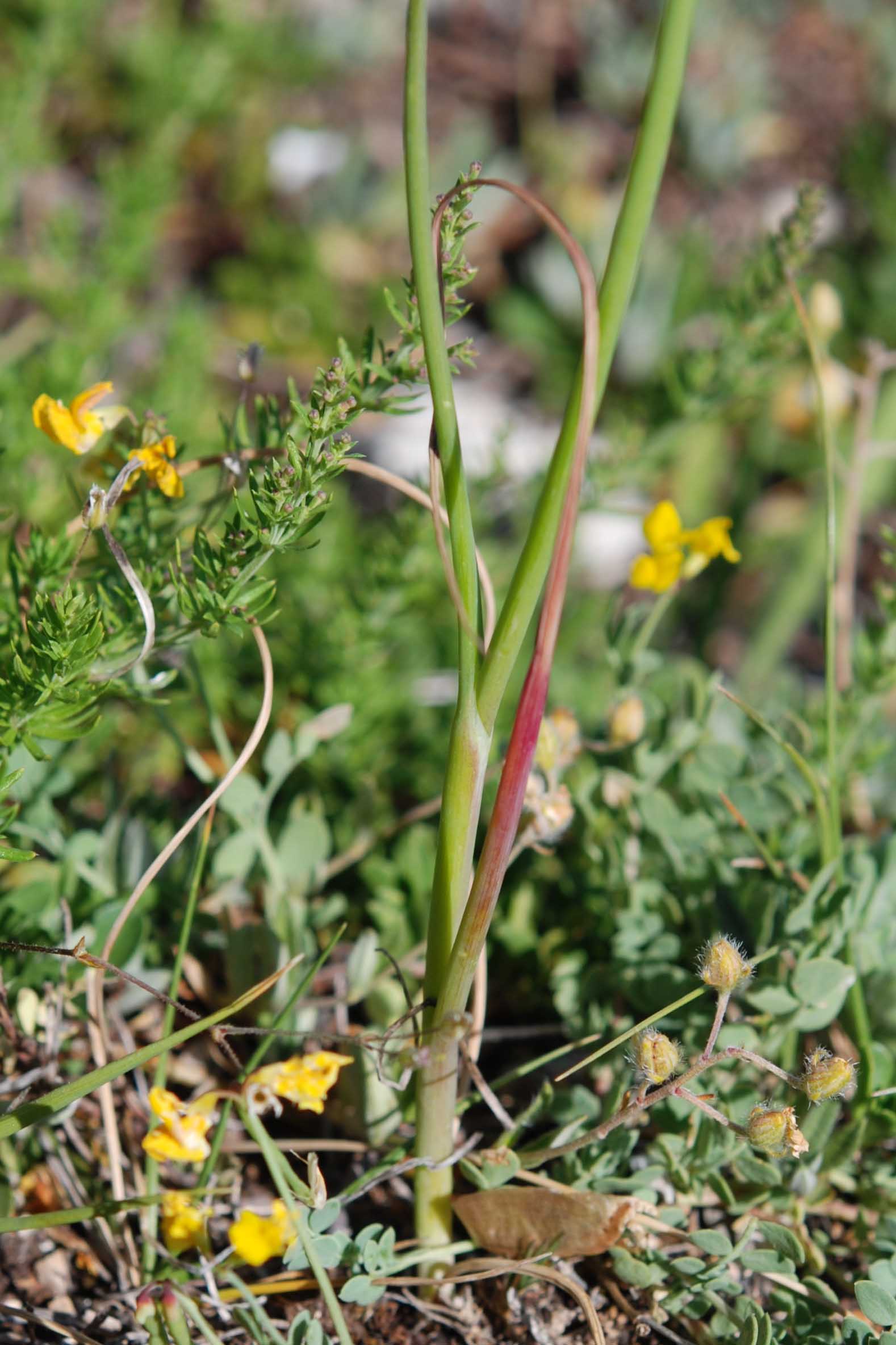 Allium sphaerocephalon