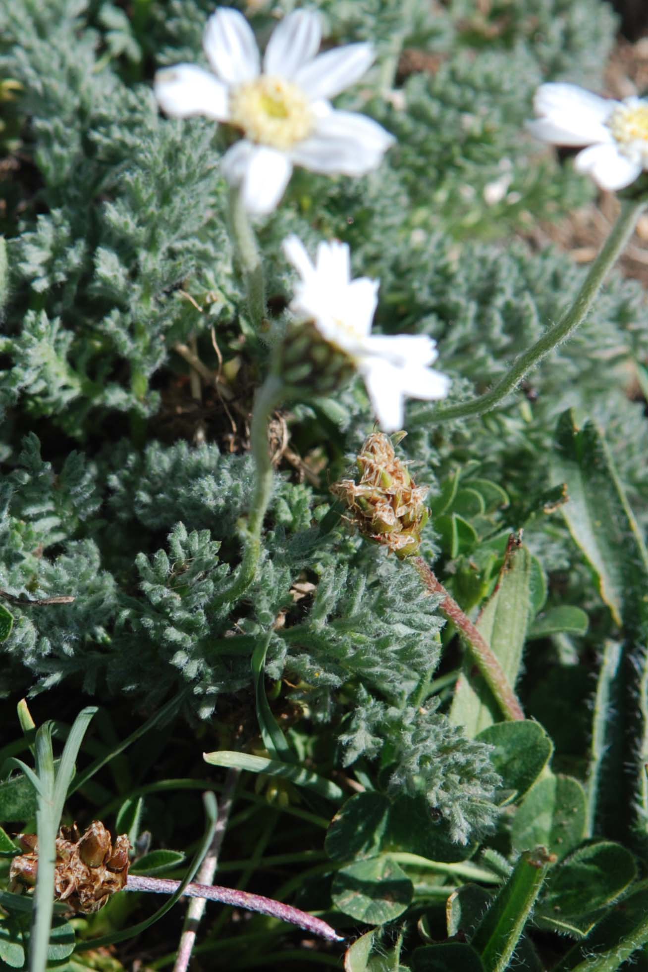 Achillea barrelieri