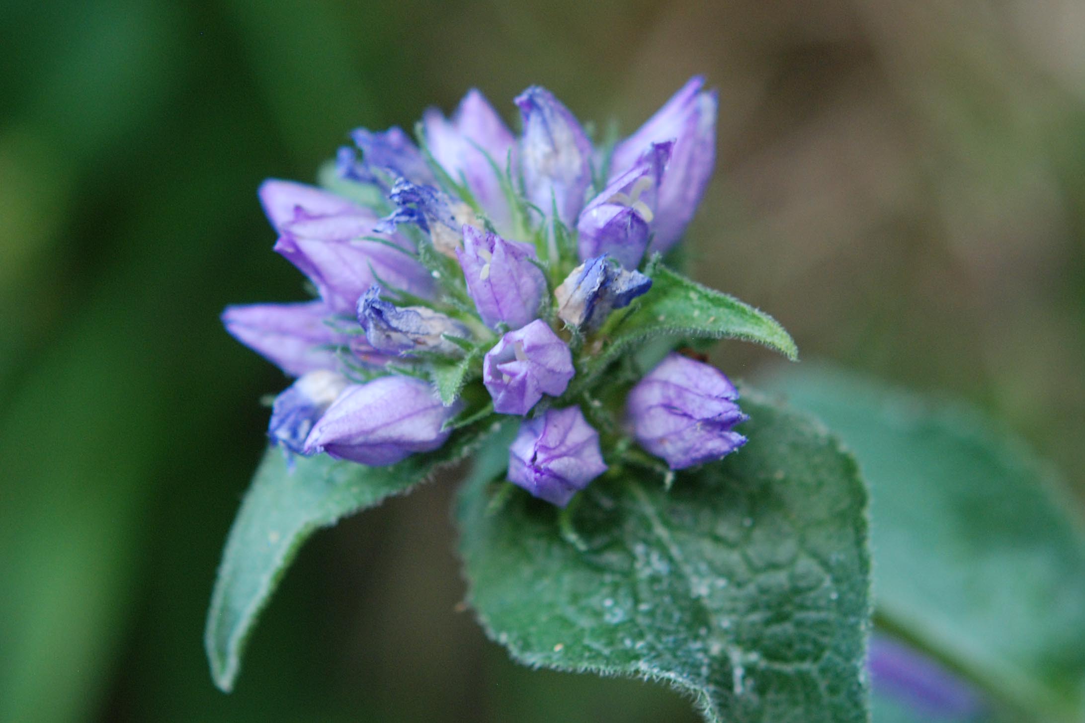 Campanula foliosa