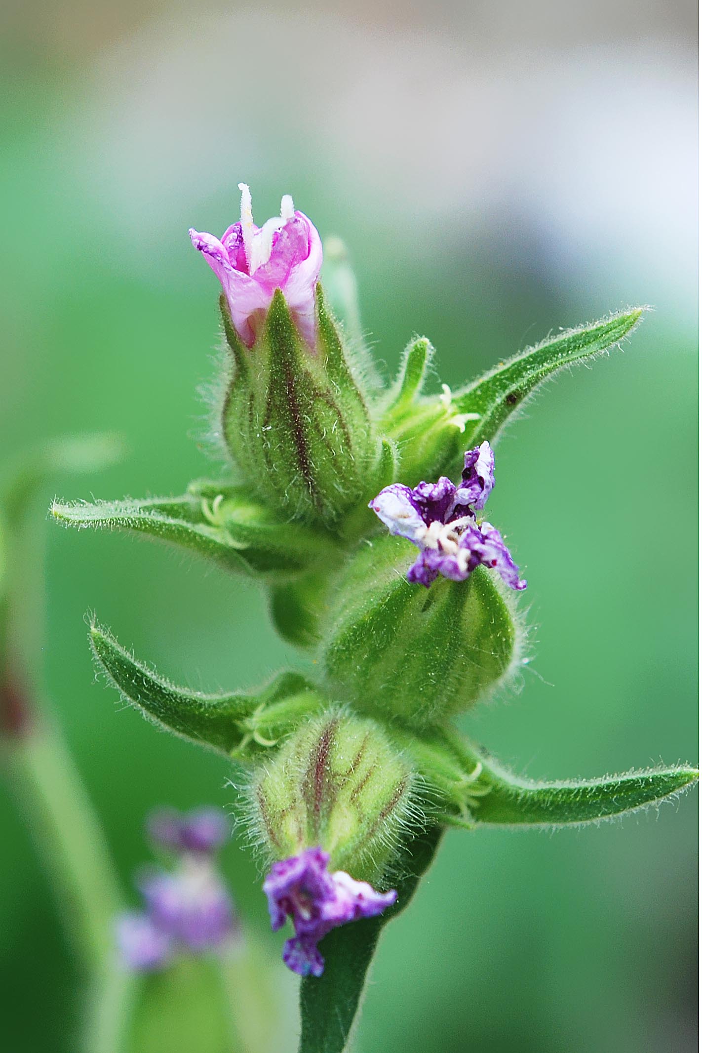 Silene dioica