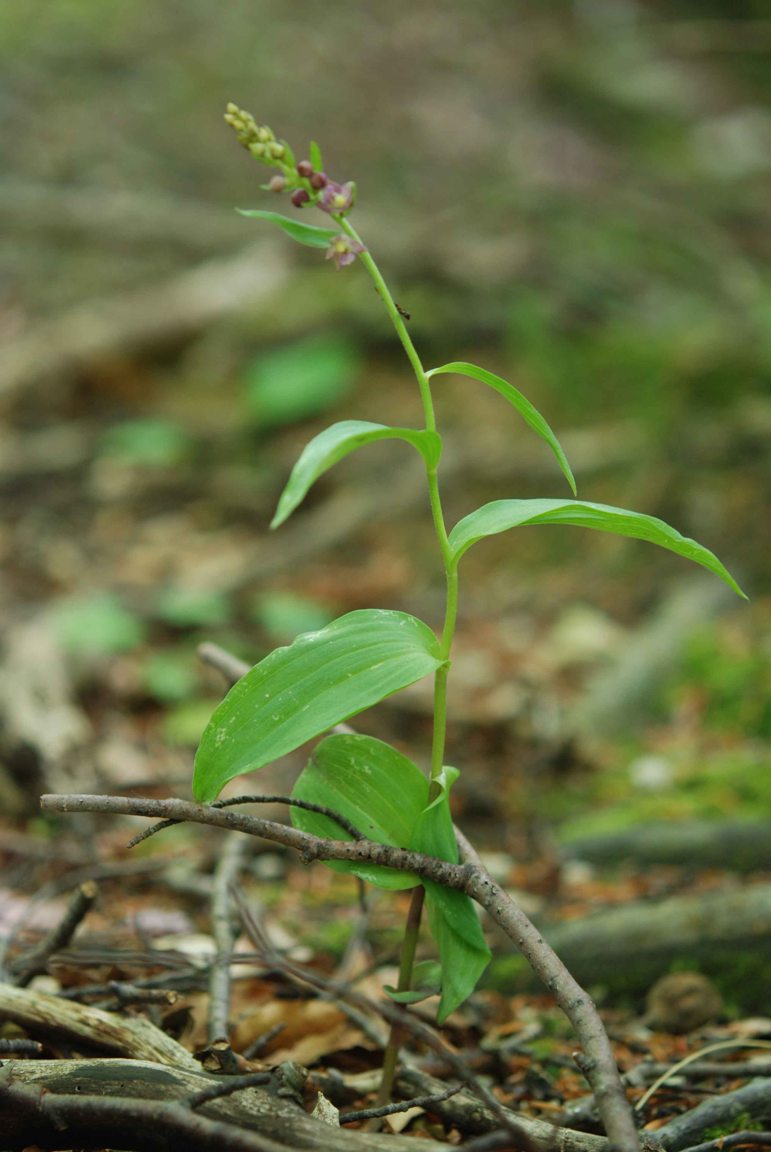 epipactis sottosopra