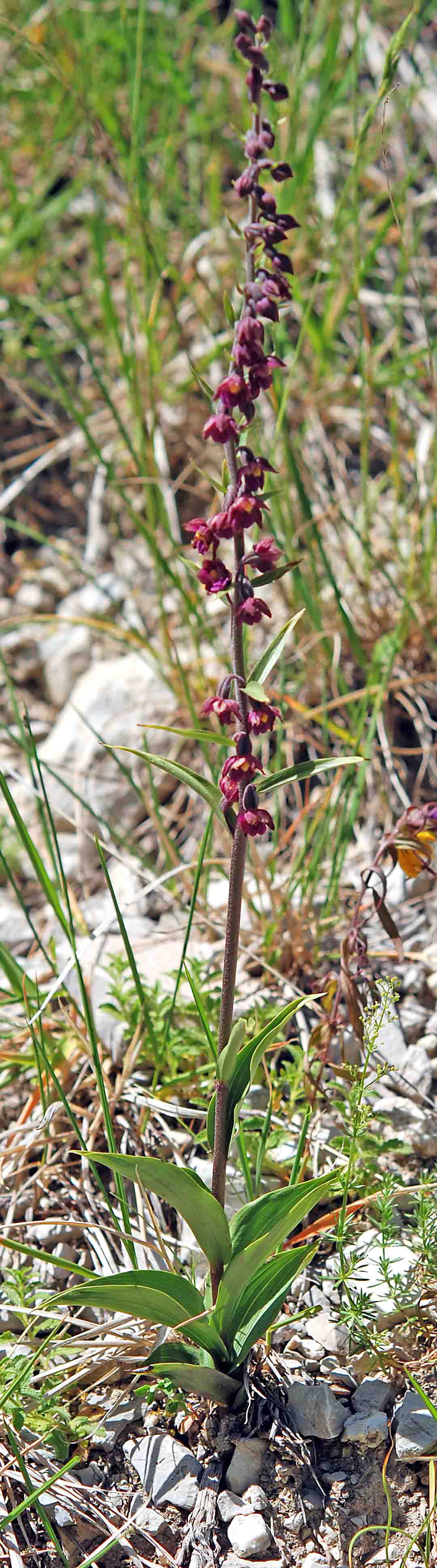 epipactis sottosopra