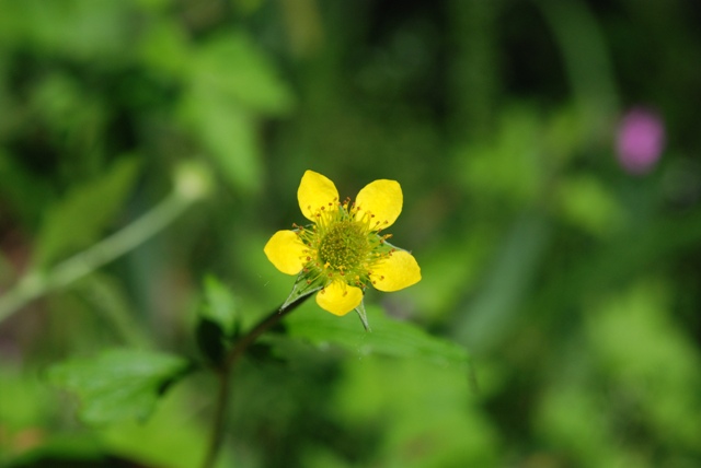 Geum urbanum