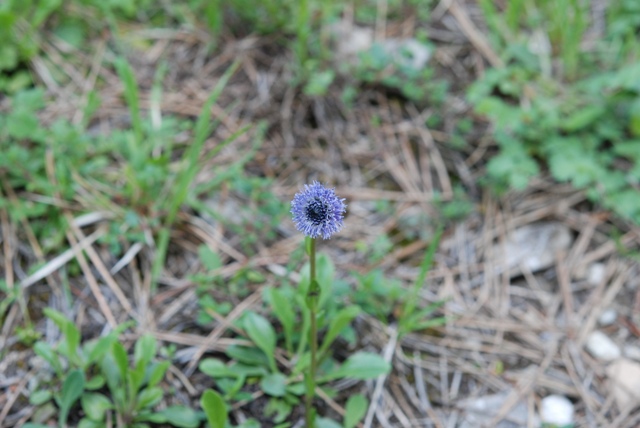 Globularia bisnagarica