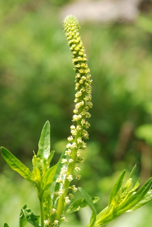 Reseda luteola