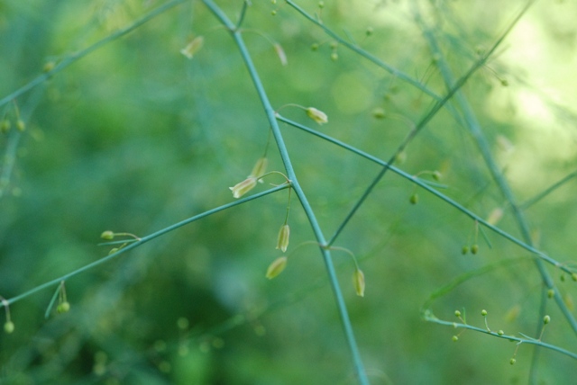 Asparagus officinalis