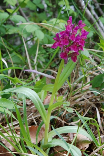 Dactylorhiza sambucina?