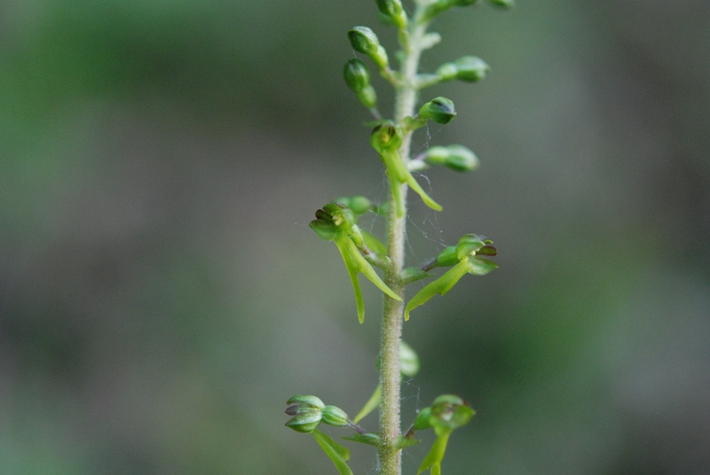 Neottia ovata