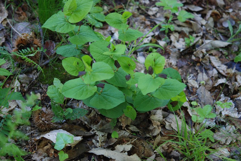 Aristolochia rotunda