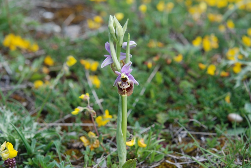 Ophrys ..