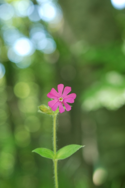 Silene dioica