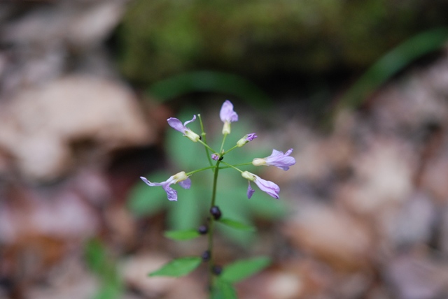 da determinare - Cardamine bulbifera