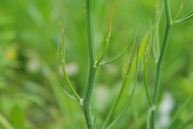 Chondrilla juncea