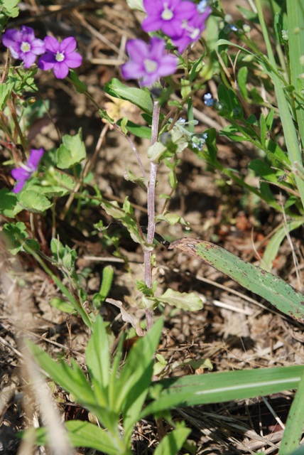 Legousia speculum-veneris