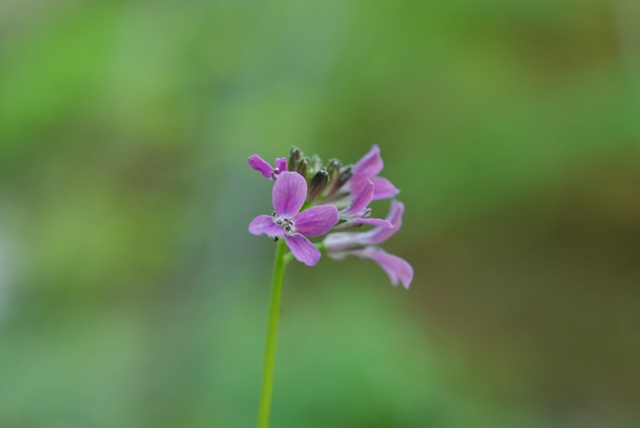 Cardamine chelidonia / Billeri celidonia