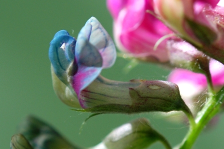 Lathyrus venetus