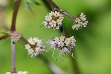 Sanicula europaea