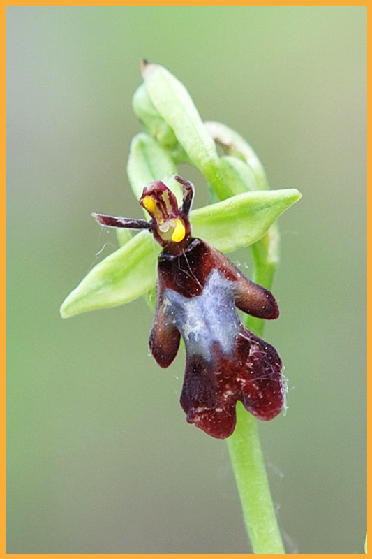 ophrys