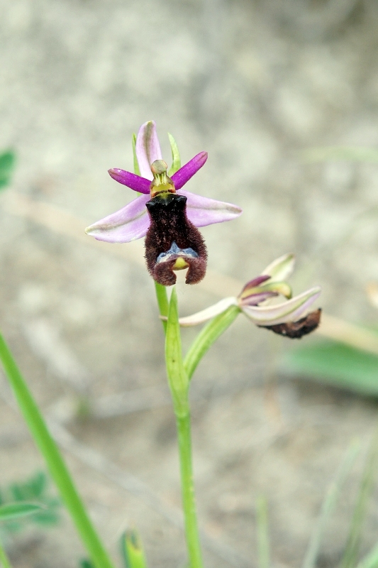 Ophrys bertolonii??