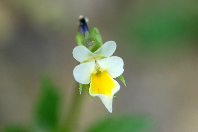 Viola arvensis