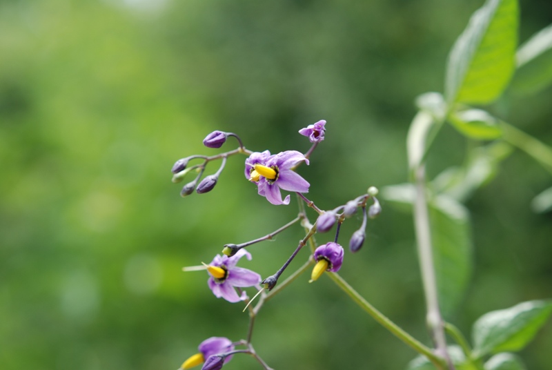 Solanum dulcamara