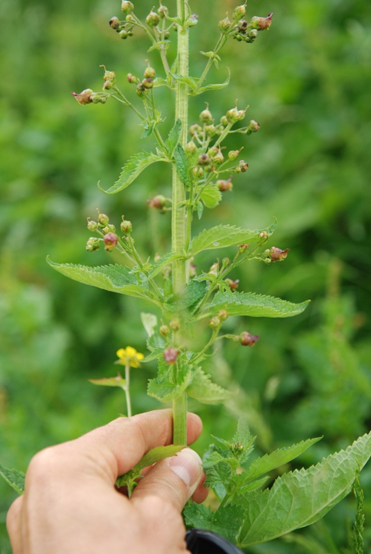 Scrophularia scopolii? o Scrophularia nodosa ?