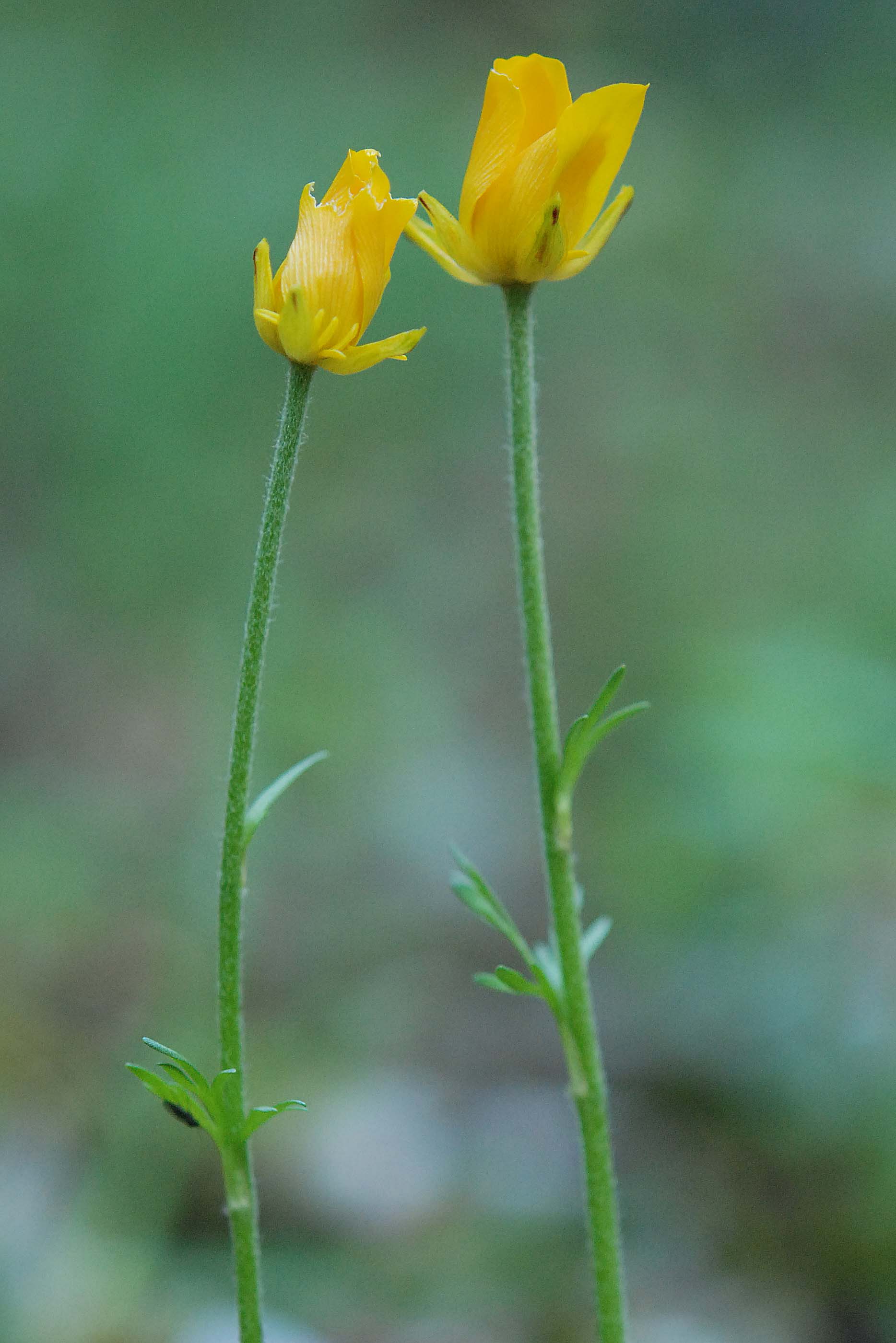 Ranunculus cfr. millefoliatus