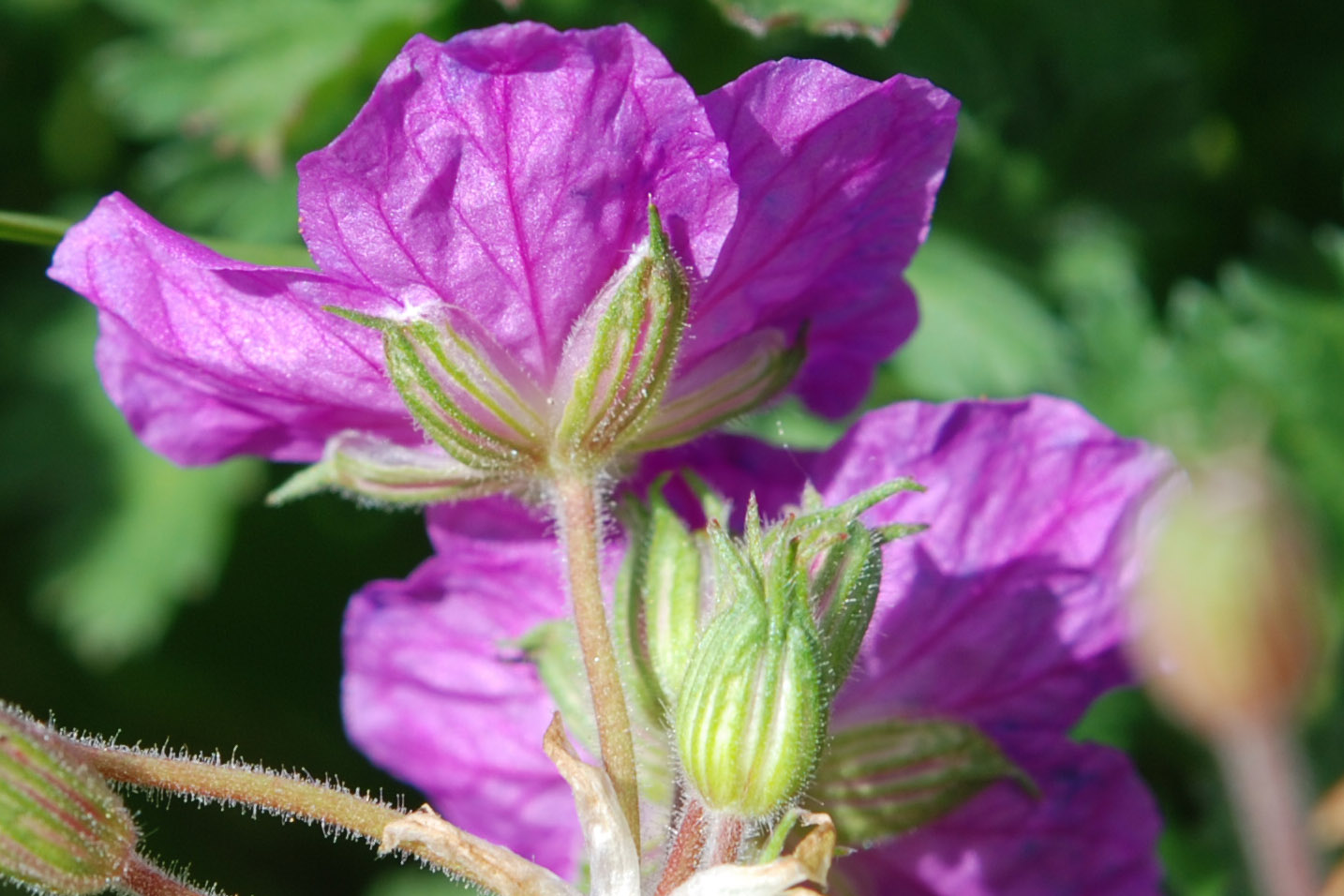 da det - Erodium cfr. alpinum