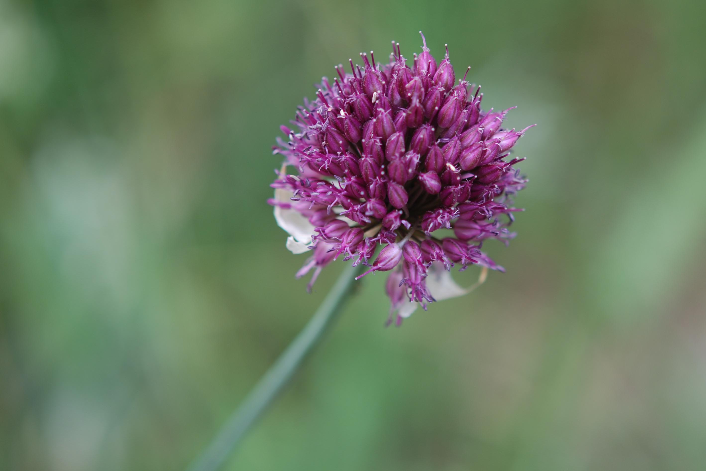 Allium sphaerocephalon