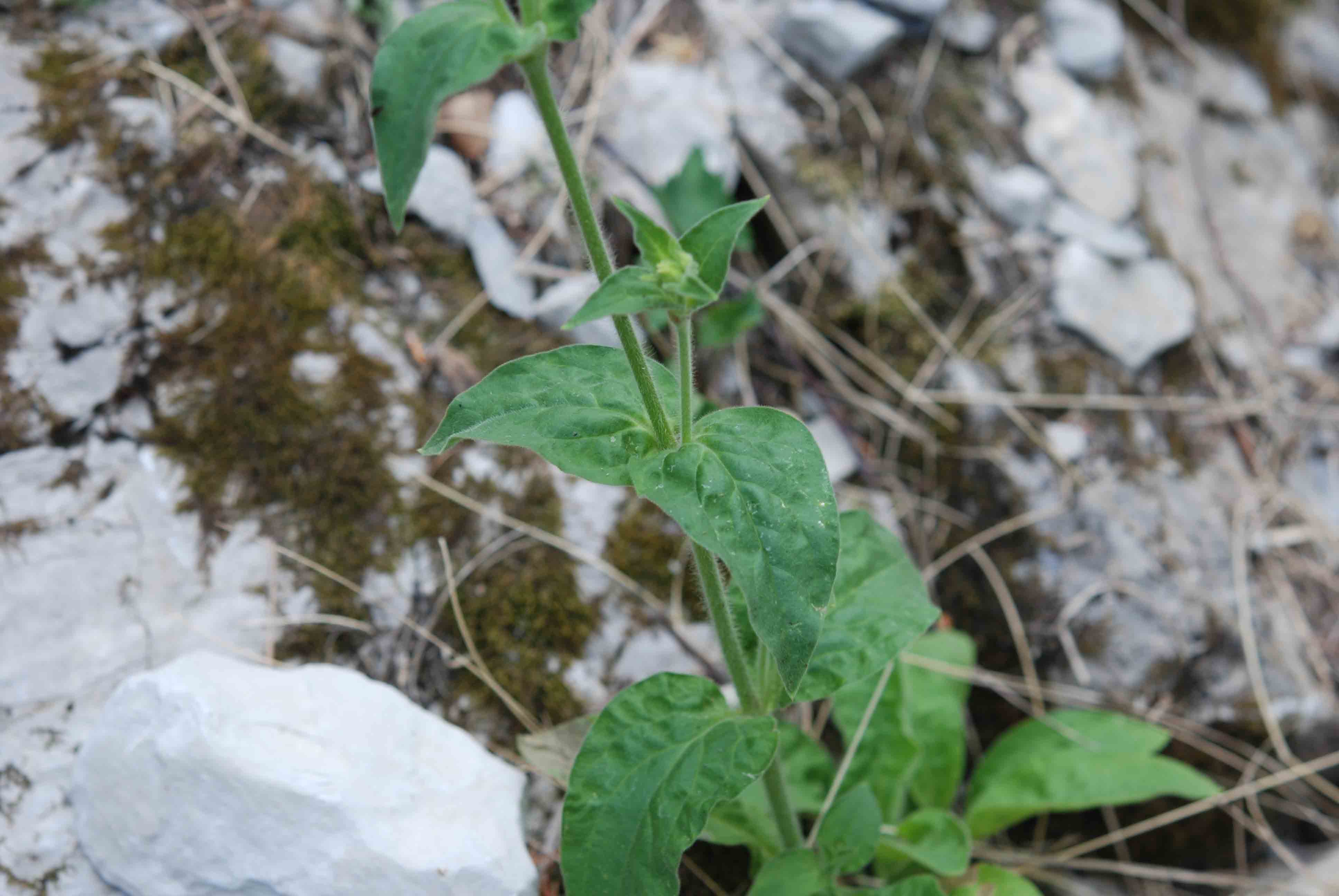 Silene dioica