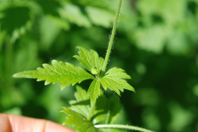 Geum urbanum