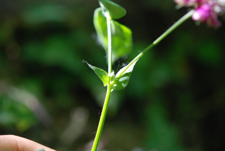 Lathyrus venetus