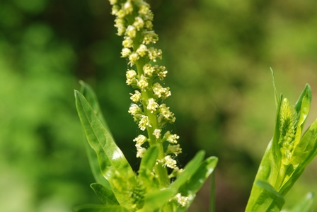 Reseda luteola