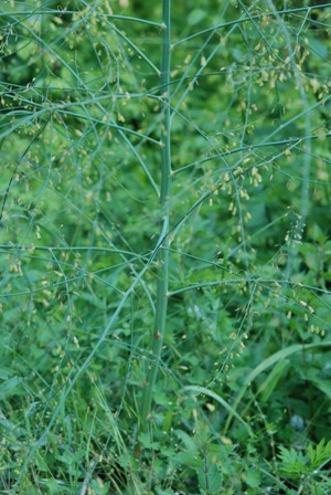 Asparagus officinalis