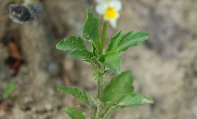 Viola arvensis