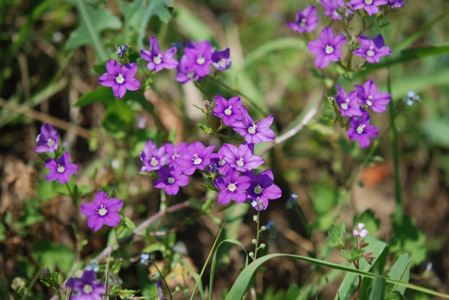 Legousia speculum-veneris