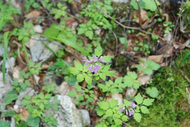 Cardamine chelidonia / Billeri celidonia