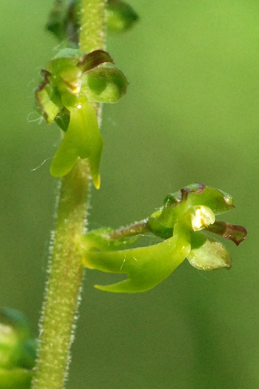 Neottia ovata