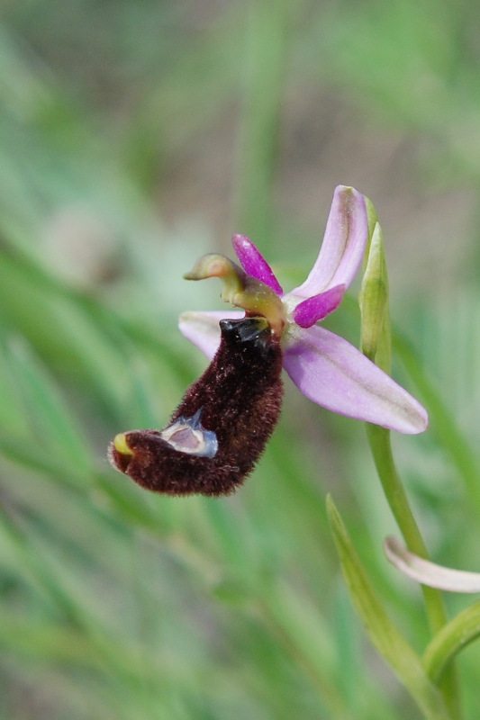 Ophrys bertolonii??