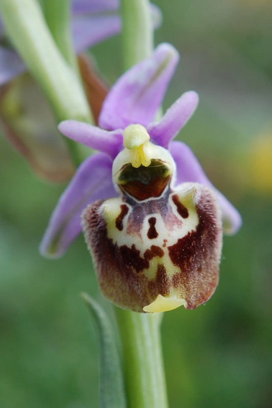 Ophrys ..