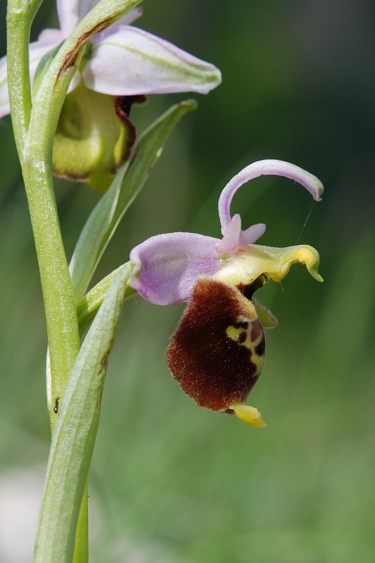 Ancora Ophrys ..