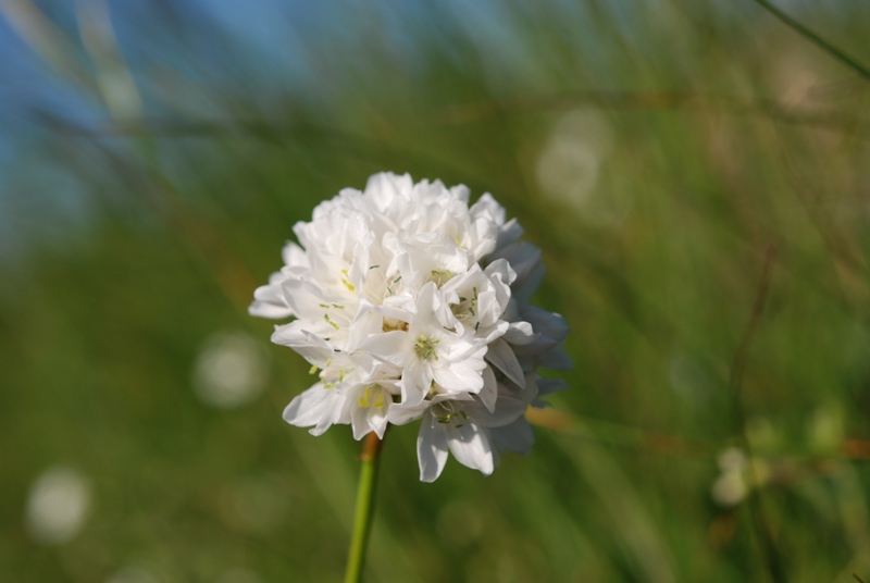 Armeria sp.